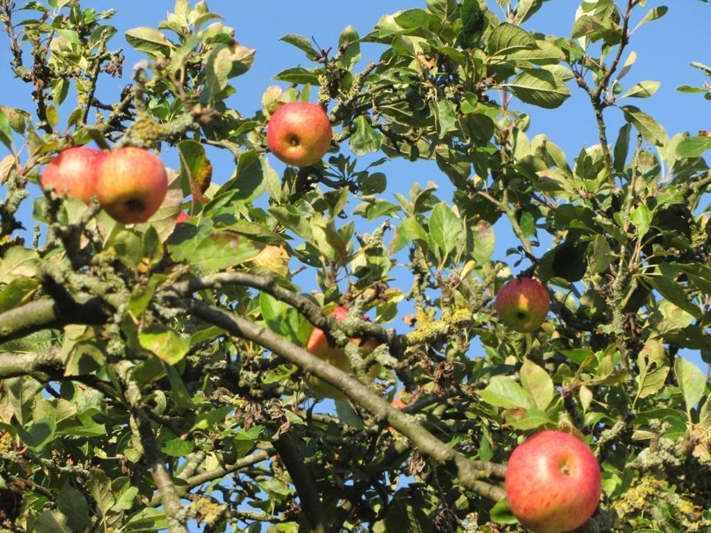 Bed En Breakfast In Het Fruit Zuidoostbeemster Εξωτερικό φωτογραφία